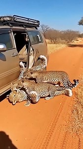 Human Cheetah 🐆 | Biggy Smalls