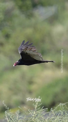 12K views · 368 reactions | Turkey Vulture in flight. Turkey Vultures are the clean up crew of the nature. #turkeyvulture #birds #reelsvideo #wildlifeonearth | Tohid Azimi | Facebook