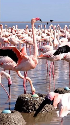 Ultra-Realistic 4K | African Flamingos Guard Colorful Nesting Colonies from Predators