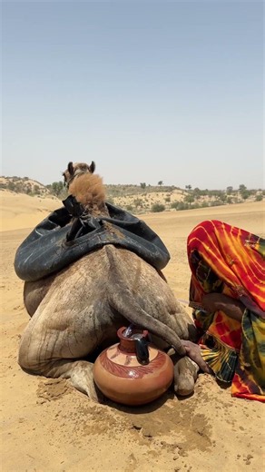 منظر لماء يغلي خلف جمل
