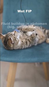 Is Your Cat Showing These FIP Symptoms?