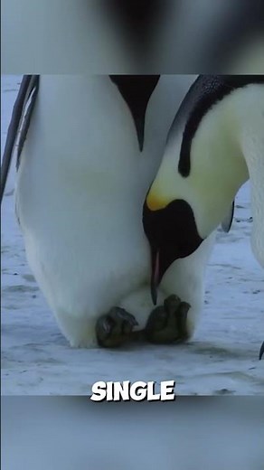 How Do Penguins Keep Their Eggs Warm in Deadly Cold?