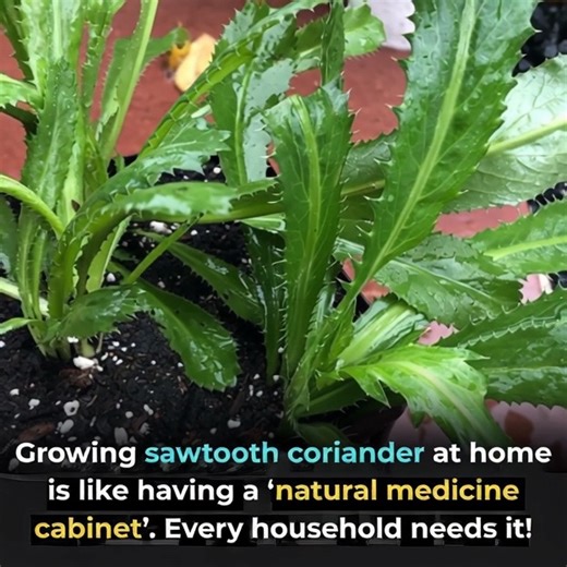 The amazing uses of coriander that you really want to know  | Feedy Story News | Facebook