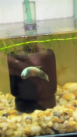 Alien copper #aliengreen_cacanhhuyenhuyen #aliencopper_cacanhhuyenhuyen