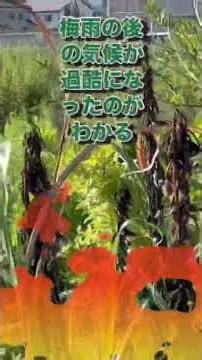 温暖化による気候変動で、生えられる植物が激変。乾燥に強いはずの、セイタカアワダチソウまて枯れる。外来種在来種関係なく、入れ替え戦進行中。 #温暖化 #枯れた #酷暑