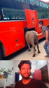 Bus loading buffalo process | Mouse trap 2022