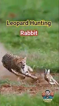 Leopard Hunts Wild Rabbit in The Jungle (Full Action) Luqman WildTv #wildlife #shorts
