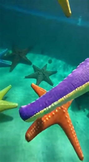 POV: You slide into giant colorful starfish pool OMG