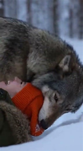 Wolf Reunion: Snowy Forest Adventures! #WolfLove #WinterWonderland #GoProShorts