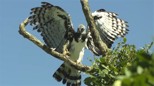 Watch eagle hunting a monkey with a sudden strike