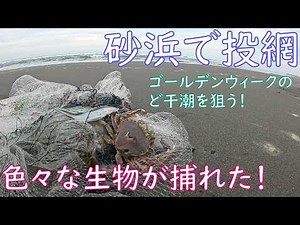 【投網】ゴールデンウイークの干潮時に九十九里の砂浜で投網をしたら色々な生物が捕れた【初夏の海】