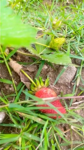 Strawberries