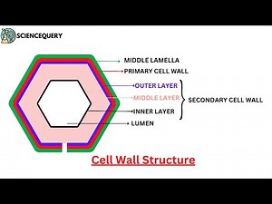 Simple structure of Cell wall and its functions