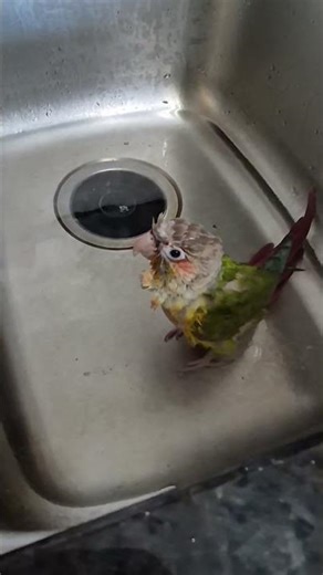 Flip's taking a bath in the sink!