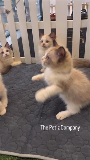 3K views · 301 reactions | Ragdoll male and female. #petshop #klpetshop #ragdoll #ragdollkitten #kitten | The Pet’z Company | Facebook