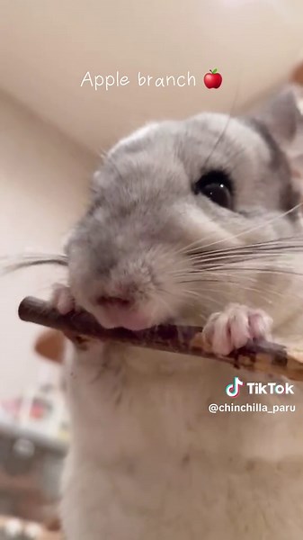 Chinchilla AMSR✨#asmr #chinchilla #もふもふ