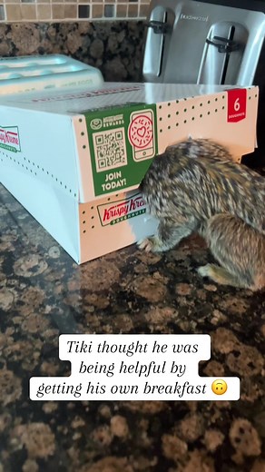 Tiki's Breakfast Adventure at the Amusement Park