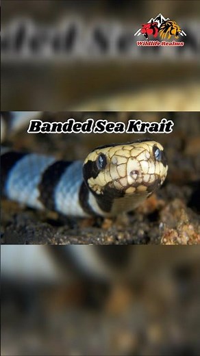 The Banded Sea Krait:Deadly Snake of the Ocean 🌊🐍#snake #seasnake #seasnakes #nature #sealife #wild