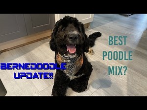 Bernedoodle 101 + 1 Year Growth Update