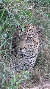 1.2M views · 24K reactions | THE HUNT... “It’s rutting season for impalas, and their testosterone seems to have taken over their brain because they are oblivious to this leopard lurking in the bushes. They might as well sprinkle barbecue spice on themselves and march on over.” -Motswari Guide Owen Dell Watch full video on Instagram... https://www.instagram.com/reel/DJ16HNNoOoa/?utm_source=ig_web_copy_link&igsh=MzRlODBiNWFlZA== | Motswari Private Game Reserve | Facebook