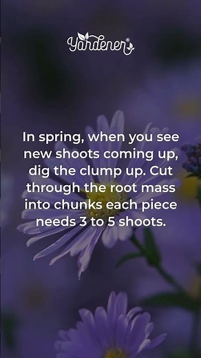 The Simple Way to Clone Your Favorite Asters #gardening #plantcare
