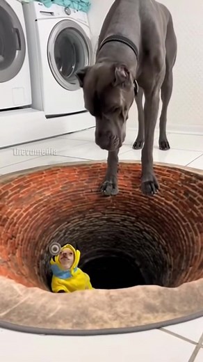 2.9K views · 34 reactions | Big Dog Pranks Tiny Shark Dog With Hilarious Reaction! #dogs #funny #prank | Claws and Paws Stories | Facebook