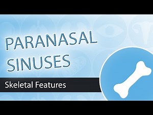 Paranasal Sinuses