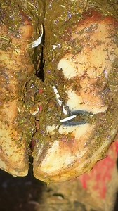 Hard to tell if that was a nail, or what it was!!! Glad we found it!!! | The Hoof Cowboy