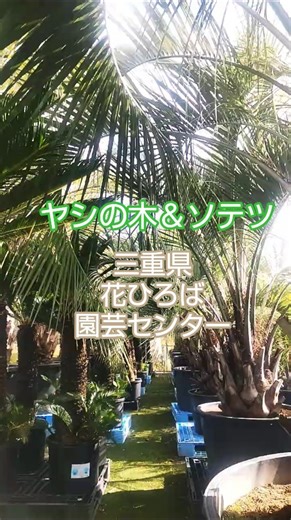 J-nature 花ひろば #shorts #palm tree #sotetu #nature #ロックガーデン #ジャングル