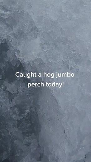 Great fish to end the 2022 season! Probably a personal best, I didn't measure her because it would have been irresponsible for me to harvest it. #catchandrelease #jumbo #biggirl #dumptruck #jumboperch #panfish #icefishcolorado #icefishing #fyp #westernslopecolorado #bigtrunk