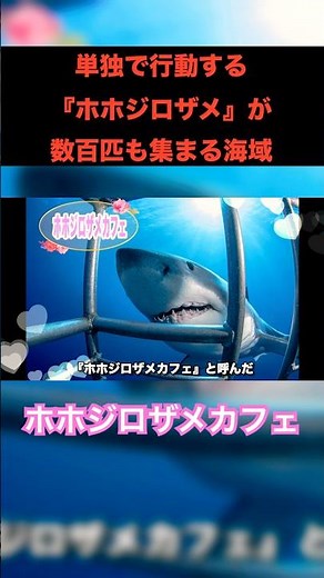 数百匹もホホジロザメが集まる場所が太平洋にある…！#海 #サメ #ホホジロザメ #海洋生物 #危険生物 #雑学 #知識 #学習 #ダイビング #スキンダイビング #海の雑学