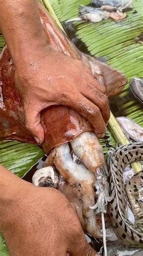 Found a CUTTLEFISH Inside a Squid?! 🤯