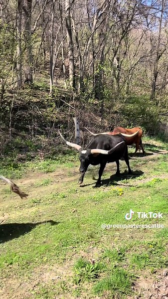 #texaslonghorns #cattle #ranchlife | ranching in texas