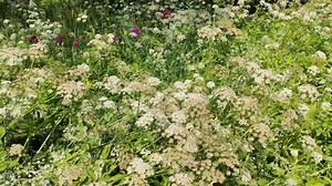 Cow parsley white plants in flowering season. Anthriscus sylvestris, known as wild chervil, wild beaked parsley, Queen Anne's lace, or keck herbs. Stock Video