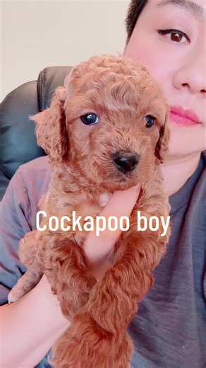 Cockapoo boy#dogs #houstonpoodlebreeder #Cockapoo #cockerspanielpuppies