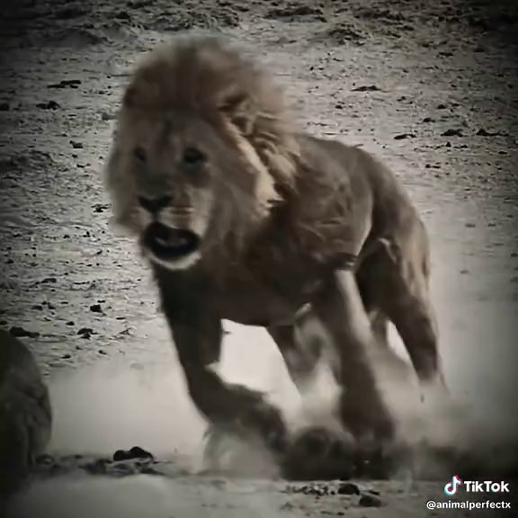 Explore the Physical Power of Lions in Nature