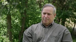 22K views · 101 shares | Happy International Tiger Day! Since the 90s, conservationists have worked to understand the many threats to Siberian Tigers in Russia. A group of filmmakers and conservationists from Wildlife Conservation Society and Panthera attempt to answer the question: what does the future hold for one of the largest cats on earth? | Nature | PBS | Facebook