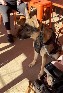 10K views · 325 reactions | Taking my working line GSD service dog to watch his favorite show: other working dogs doing the job he was bred for. I feel like I just took him to the movies for the first time. As long as he stayed under control, he was allowed to watch. #Cardiacalertdog #servicedog #workingdog #wlgsd #germanshepherd #dogtraining #ambulatorywheelchairuser #mcas #ehlersdanlossyndrome #pots | Demon.Dog.Duo | Facebook