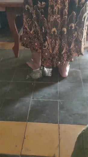 Helicopter helicopter🚁 #catlover #catsoftiktok #rec #baby #kittensoftiktok #cutebaby