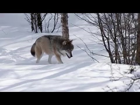 Reflections on 30 years of Yellowstone wolf reintroduction