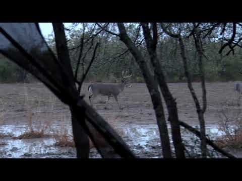 Whitetail Buck Chasing Does In Muddy Field