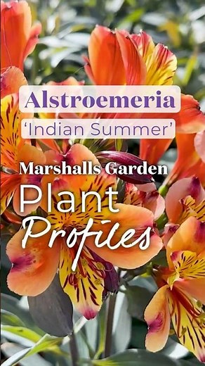 Alstroemeria 'Indian Summer' – Long-Flowering, Hardy Perennial for Pots & Borders | Marshalls Garden