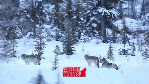 Wolves by numbers: •2 million wolves once roamed North America •6,000 wolves were estimated to be in the contiguous U.S. at the time of the federal delisting from the endangered species act. •452 wolves have been killed in Idaho in 2021 (including ~60 by wildlife services) •216 wolves were slaughtered in Wisconsin in a February hunt. •130 wolves have been killed by hunters in Montana so far this year. •~50 additional wolves have been killed by wildlife services in MT. •8 wolves poison in Oregon 