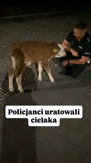 Policjanci we współpracy z Powiatowym Lekarzem Weterynarii szybko ustalili właściciela zwierzęcia. Okazało się, że cielę uciekło podczas transportu z terenu Tarnowa do innej hodowli. #cielak Wideo #policja #poland #tarnow