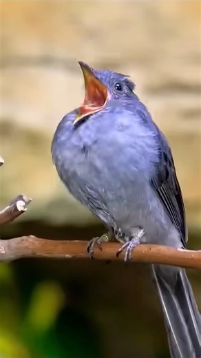 mama ye mama || funny #youtubeshorts #viralvideo