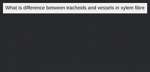 What is difference between tracheids and vessels in xylem fibre... | Filo
