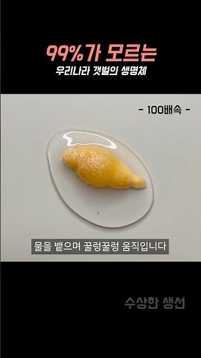 우리나라 갯벌에 사는 놀라운 생명체 ㄷㄷ