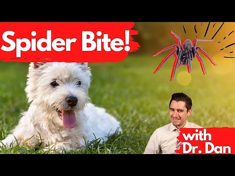 Spider Bites! Dr. Dan explains if your dog gets bit by a spider.