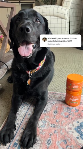 Tummy troubles? It might be time for our Probiotic Bites that support your pup’s digestion, gut health, and immune function. Six strains of probiotics are packed into delicious, pumpkin-flavored chews that help turn supplement time into treat time. | Zesty Paws