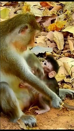 Life of Monkeys: The baby monkey asked its mother for milk, but the mother monkey said no.